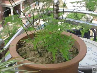 文竹防病虫害的方法