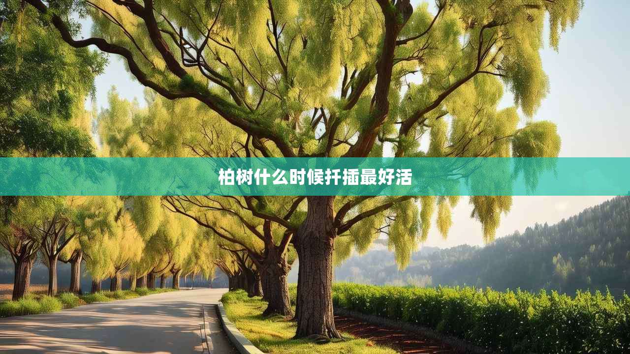 2柏树什么时候扦插最好活