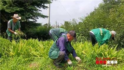 植物修剪后如何预防病虫害？