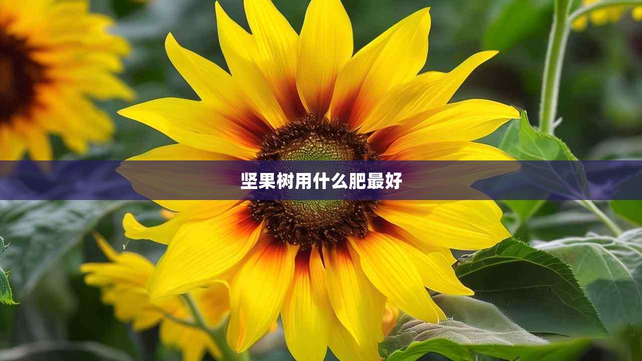 2坚果树用什么肥最好
