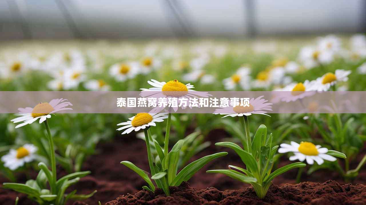 2泰国燕窝养殖方法和注意事项