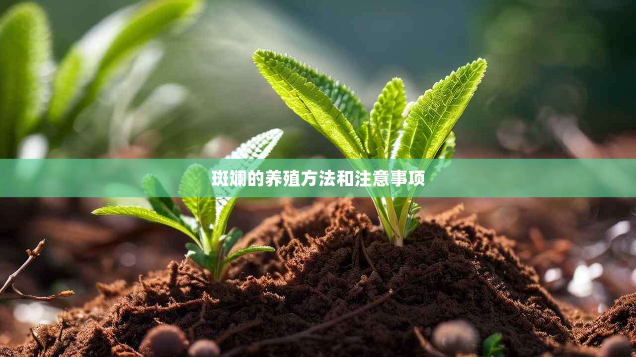 2斑斓的养殖方法和注意事项