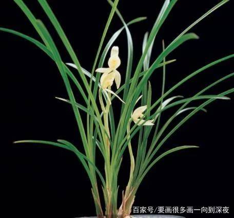 兰花叶子变黄的具体原因