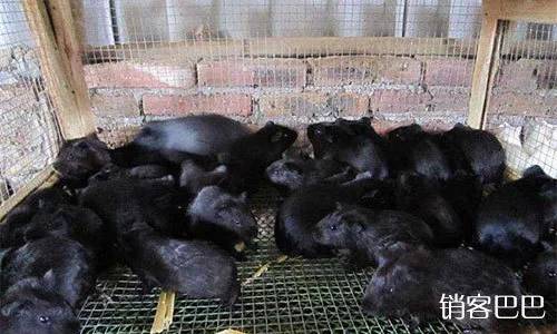 养殖场布局优化案例分析