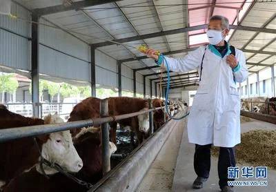 肉牛养殖技术学习途径有哪些？