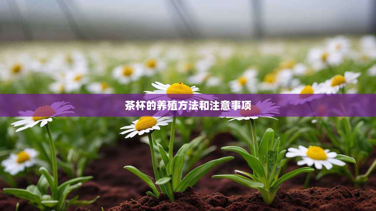 2茶杯的养殖方法和注意事项