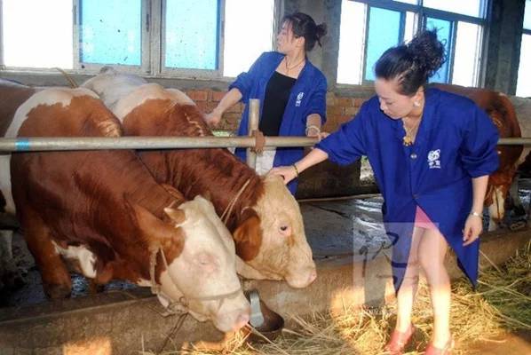 如何选择健康的肉牛犊？