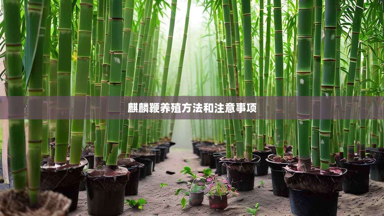 2麒麟鞭养殖方法和注意事项