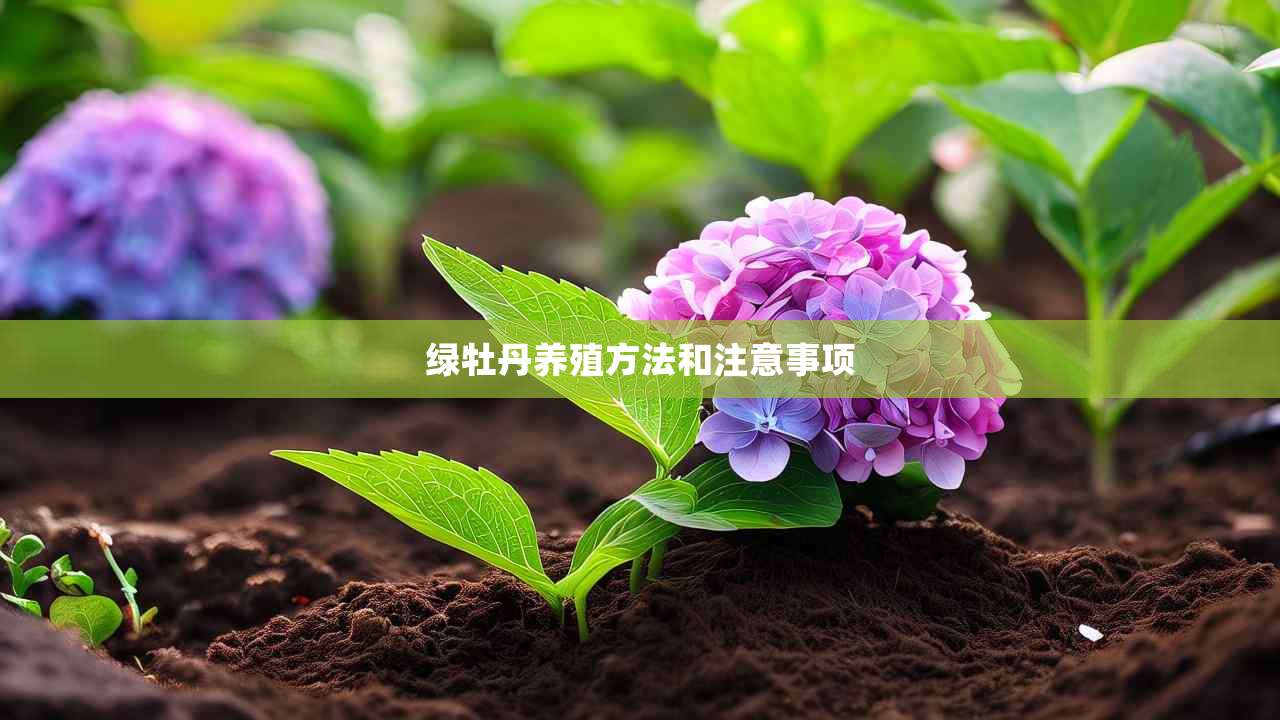 2绿牡丹养殖方法和注意事项