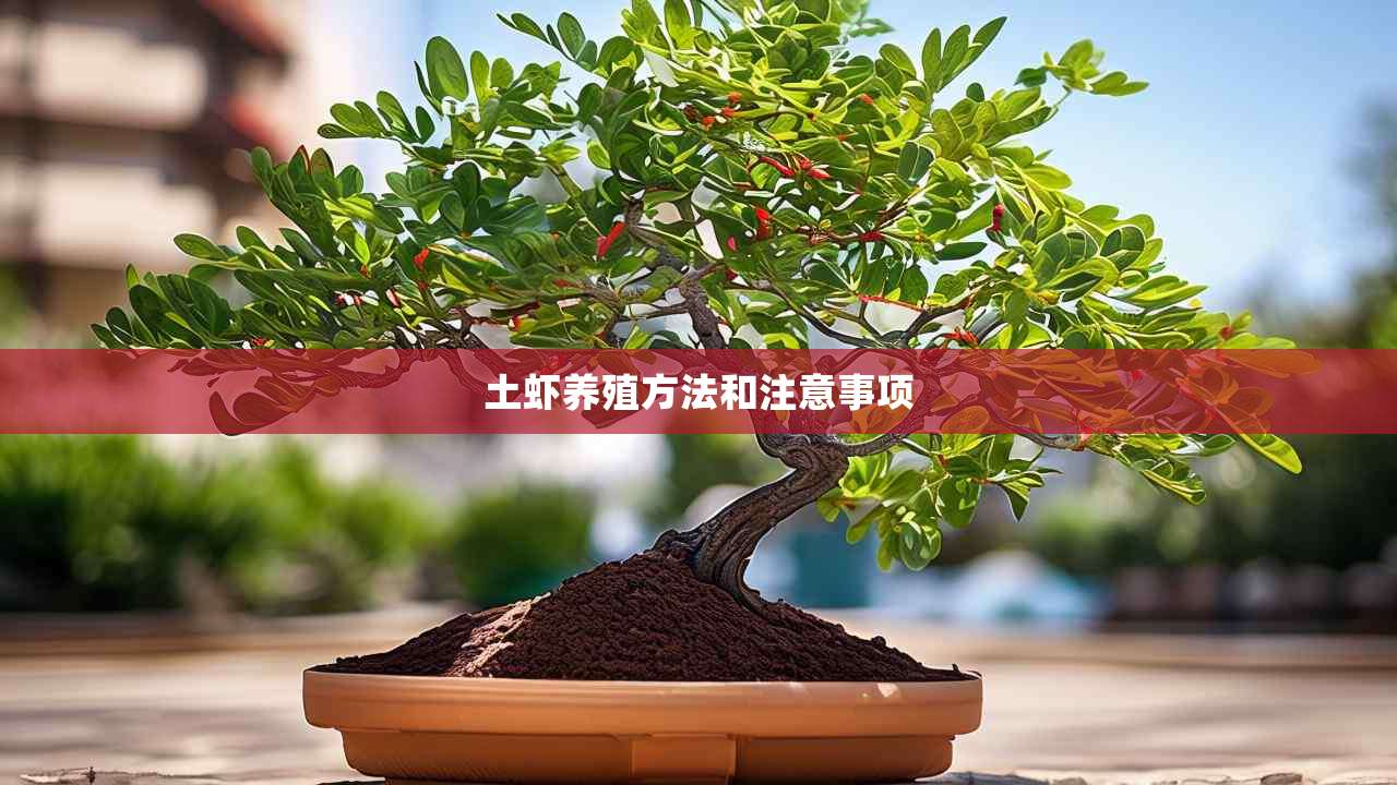 2土虾养殖方法和注意事项