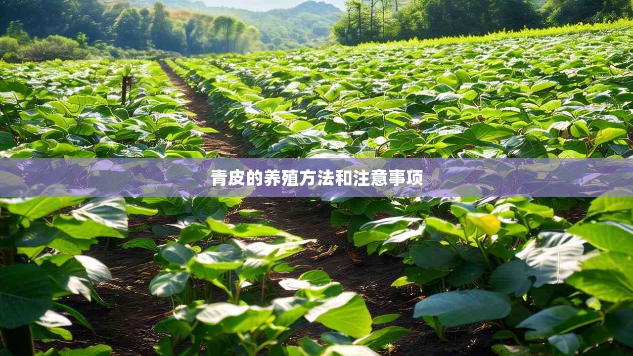 2青皮的养殖方法和注意事项
