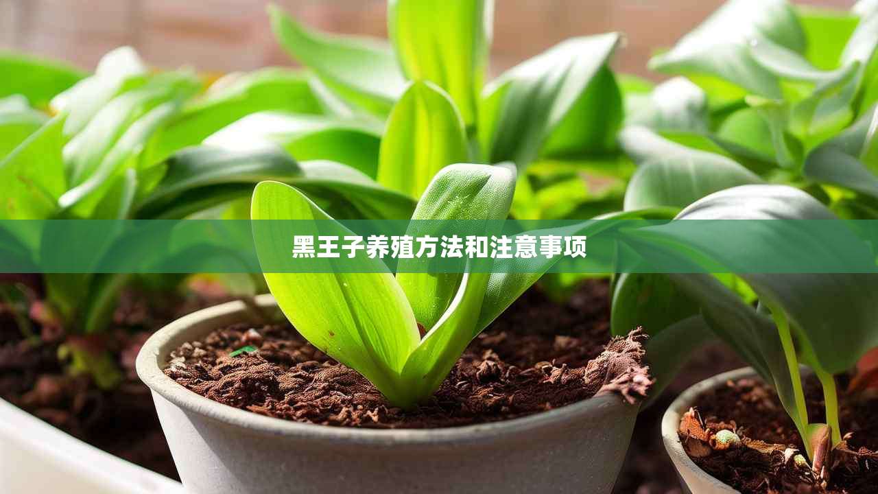 2黑王子养殖方法和注意事项