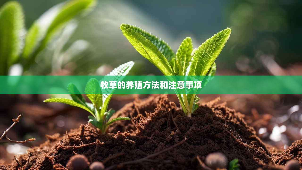 2牧草的养殖方法和注意事项
