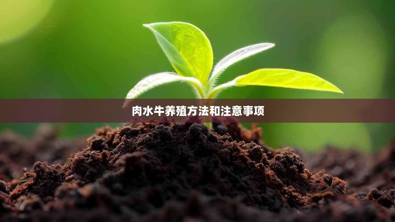 2肉水牛养殖方法和注意事项