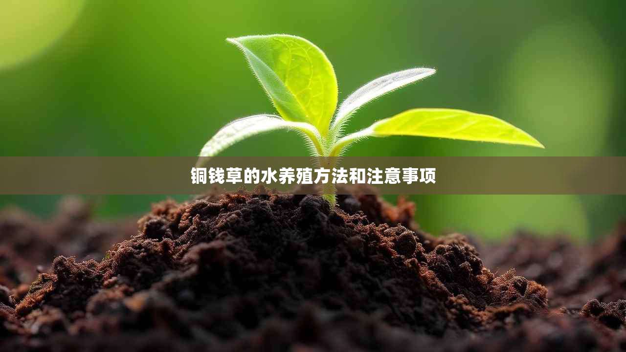 2铜钱草的水养殖方法和注意事项