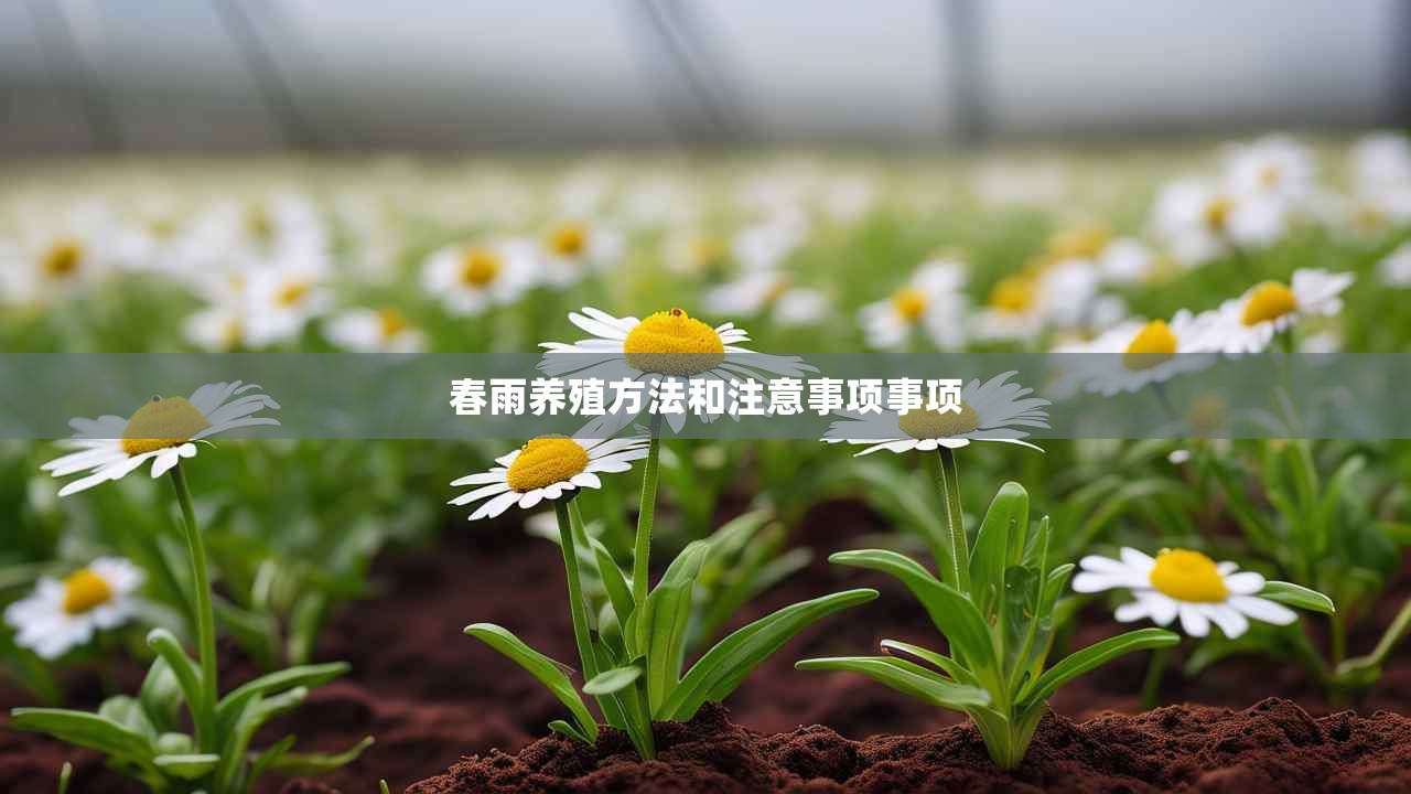 2春雨养殖方法和注意事项事项