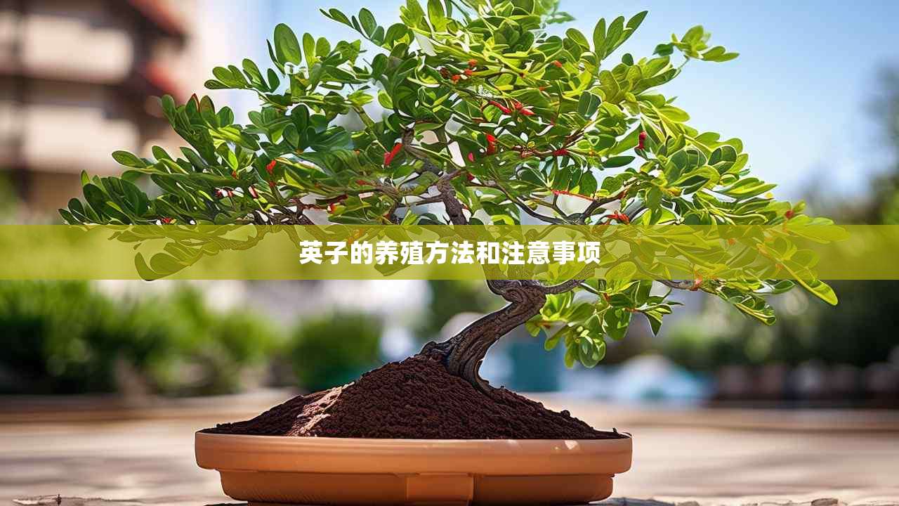 2英子的养殖方法和注意事项