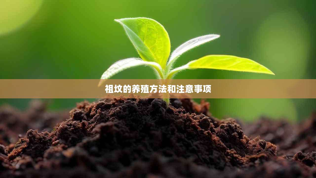 2祖坟的养殖方法和注意事项