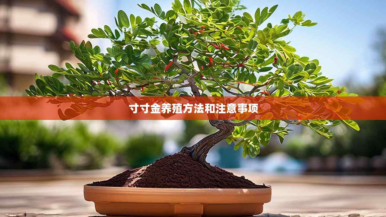 2寸寸金养殖方法和注意事项