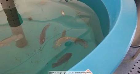 亲嘴鱼怎么养