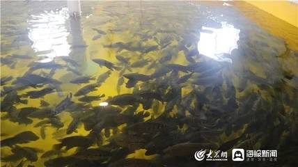 北方养什么鱼好
