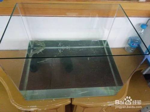 400的鱼缸养什么鱼