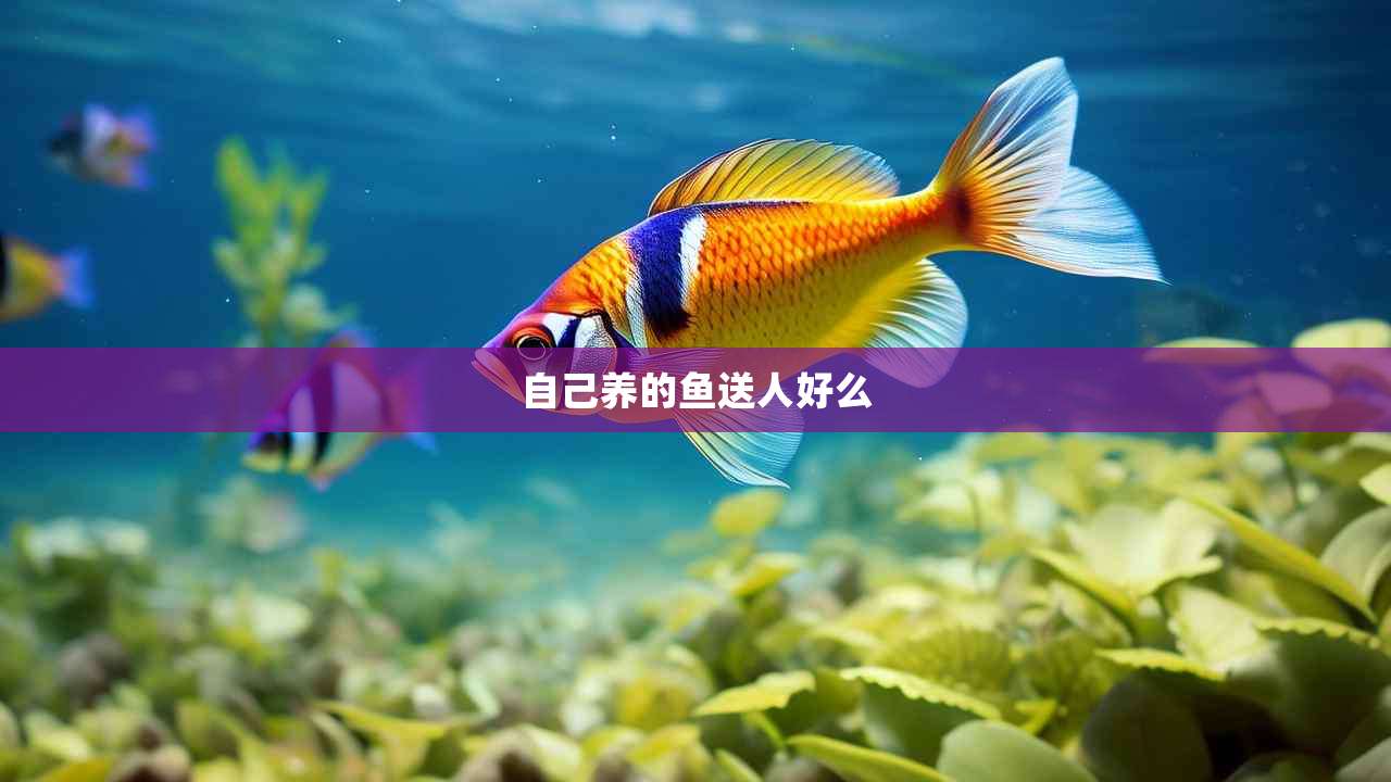自己养的鱼送人好么