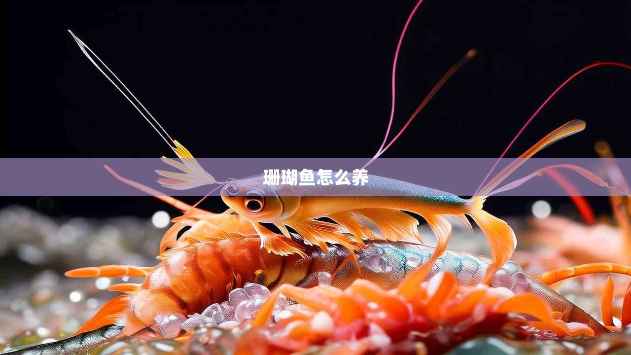 珊瑚鱼怎么养