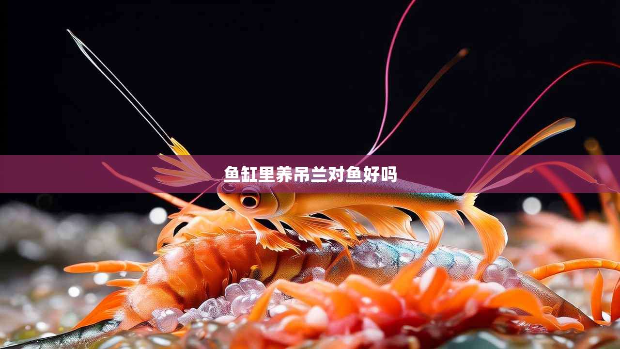 鱼缸里养吊兰对鱼好吗