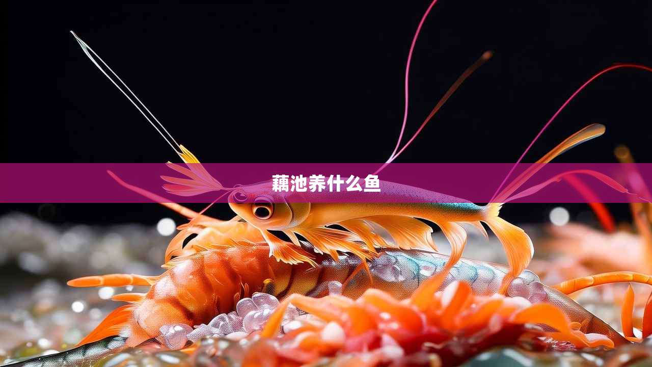 藕池养什么鱼