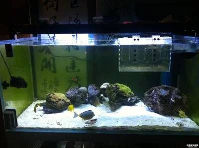 1.5鱼缸养什么鱼