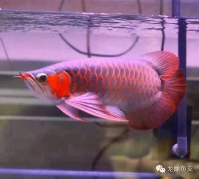 养什么龙鱼好