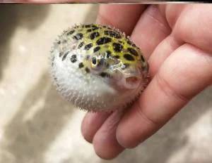最好养的淡水狗头鱼