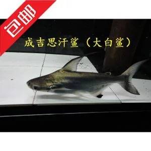 观赏鱼虎头鲨怎么养