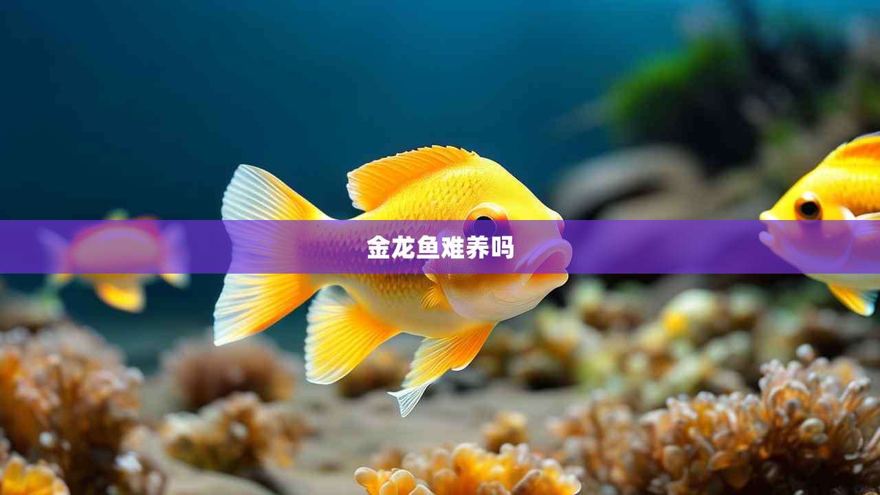 金龙鱼难养吗