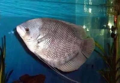 现在流行养什么鱼