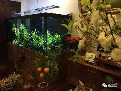 如何养好魟鱼