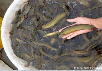 鱼和泥鳅能一起养吗
