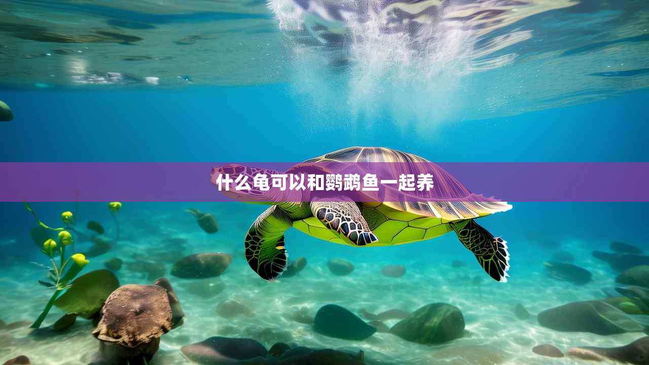 什么龟可以和鹦鹉鱼一起养