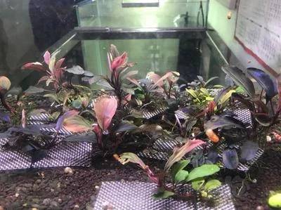 辣椒榕缸养什么鱼