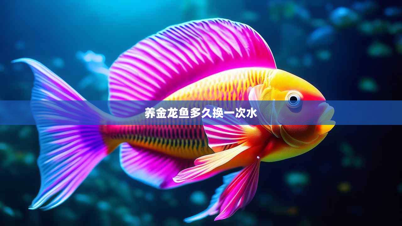养金龙鱼多久换一次水