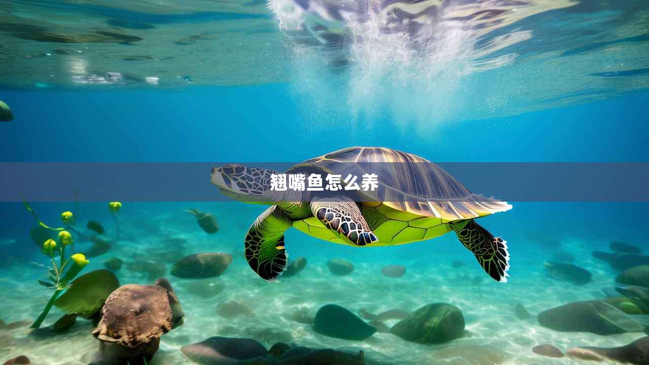 翘嘴鱼怎么养