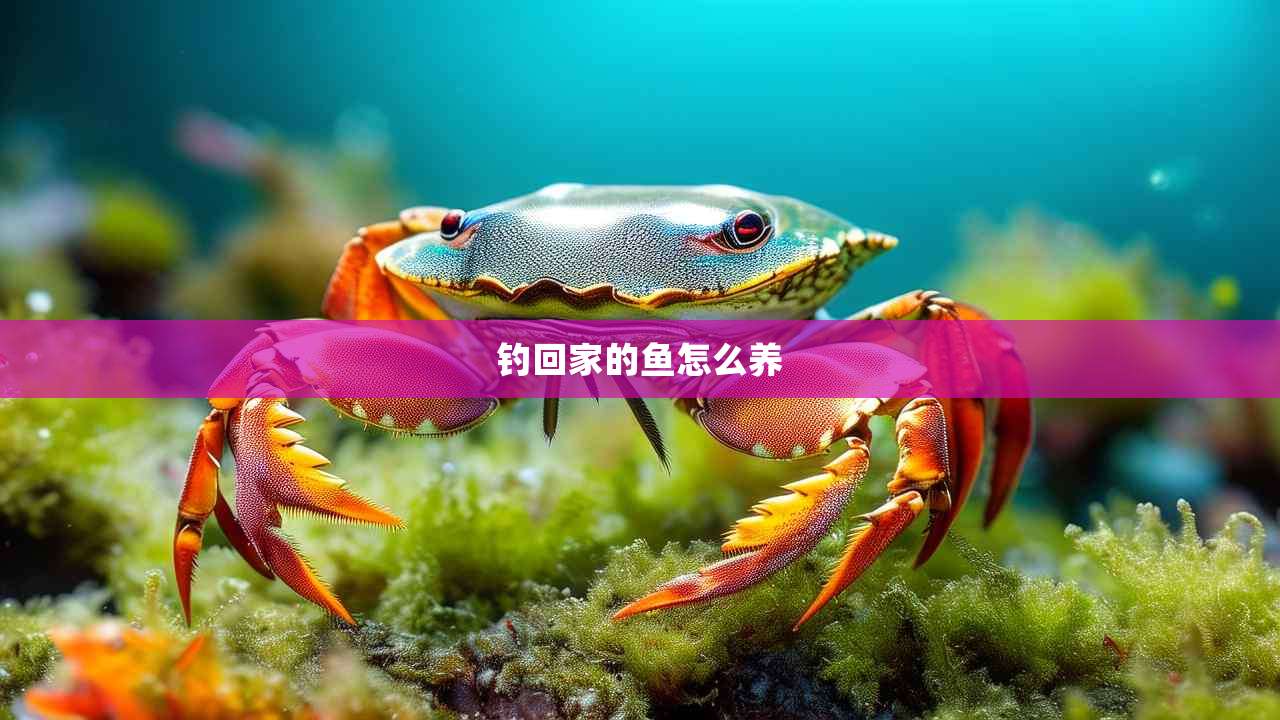 钓回家的鱼怎么养