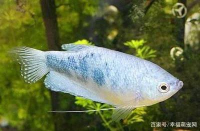黄曼龙鱼怎么养