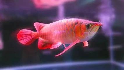 养龙鱼多久换一次水