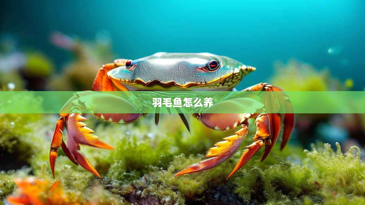 羽毛鱼怎么养