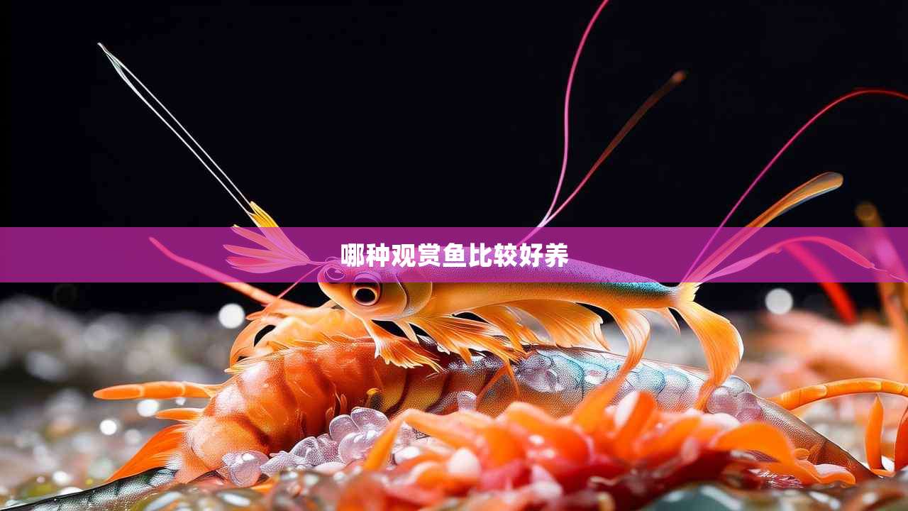 哪种观赏鱼比较好养