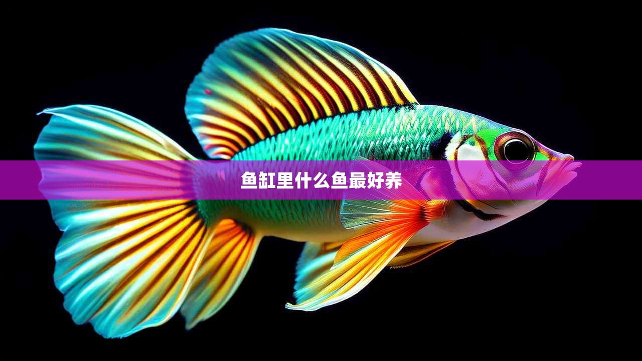 鱼缸里什么鱼最好养