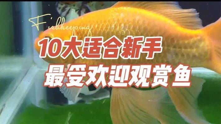 干净好养的鱼