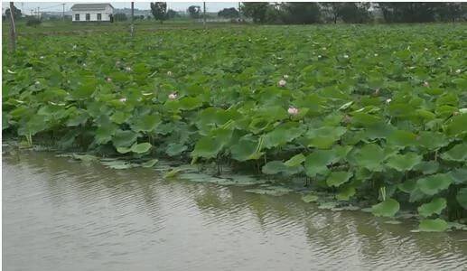 荷花池养什么鱼